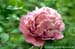Rockii Peony: FEN E JIAO